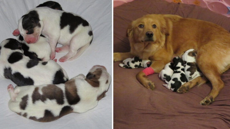 From Abandoned to Adorable: Foster Family Shocked as Rescued Dog Gives Birth to a Litter of "Cow-like" Puppies