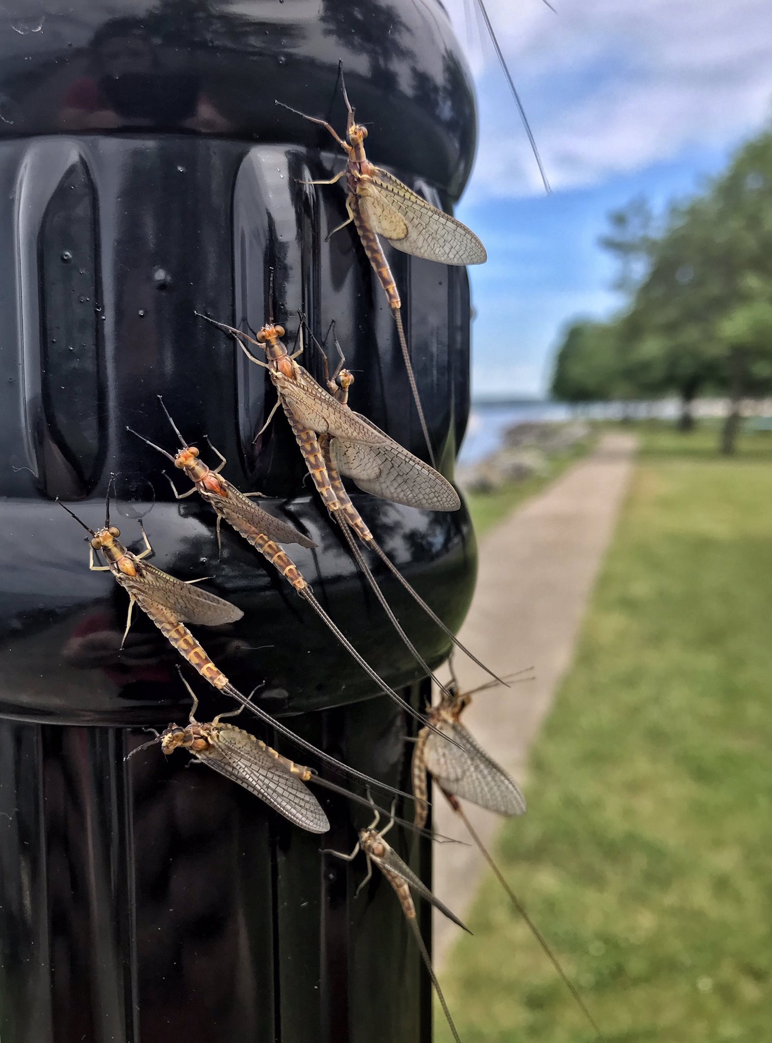 "Astounding Sight as Swarms of Plankton Descend upon Port Clinton, Creating Crowds Visible on Radar (Video)" SN - New Lifes