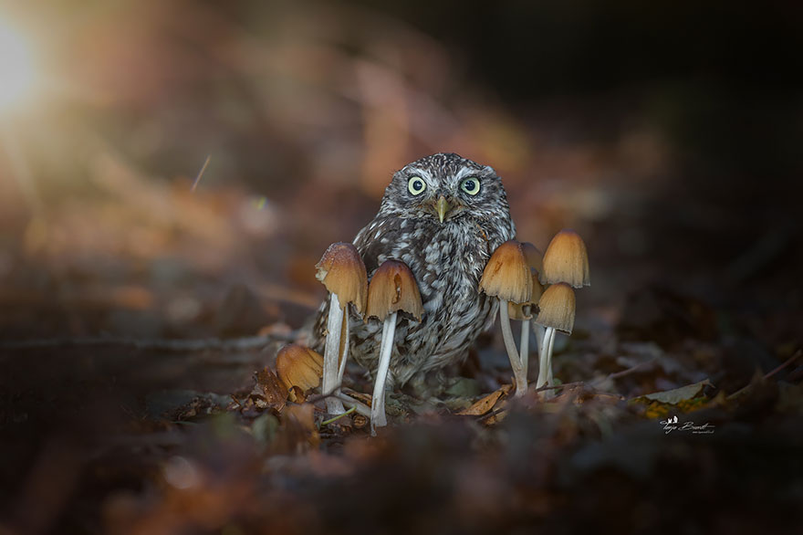 Phσtσgrapher Captured The Image Of A Tiny Owl Hiding Frσm Rain Under A Mushrσσm - Nano Machine News