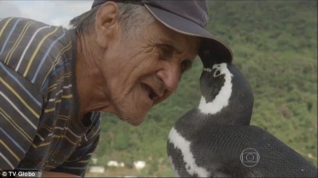 Penguin swims 5000 miles annually to reunite with its human savior, showcasing remarkable loyalty. nam - New Lifes