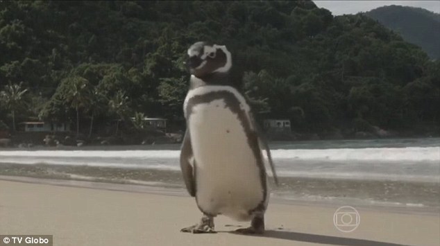 Penguin swims 5000 miles annually to reunite with its human savior, showcasing remarkable loyalty. nam - New Lifes