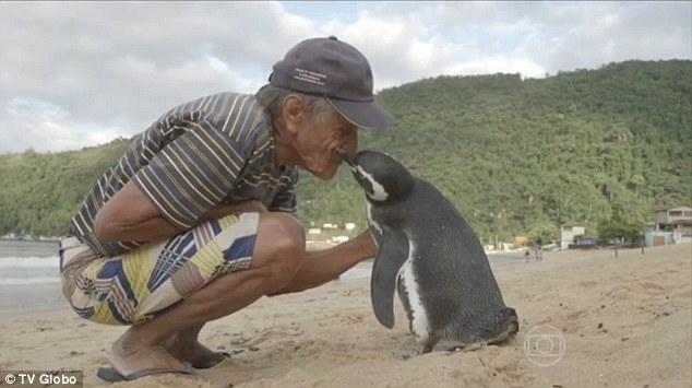 Penguin swims 5000 miles annually to reunite with its human savior, showcasing remarkable loyalty. nam - New Lifes