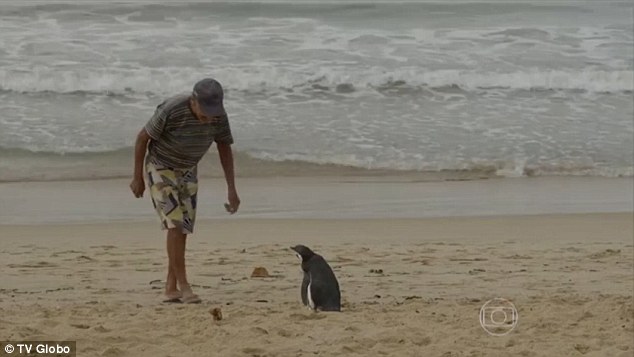 Penguin swims 5000 miles annually to reunite with its human savior, showcasing remarkable loyalty. nam - New Lifes