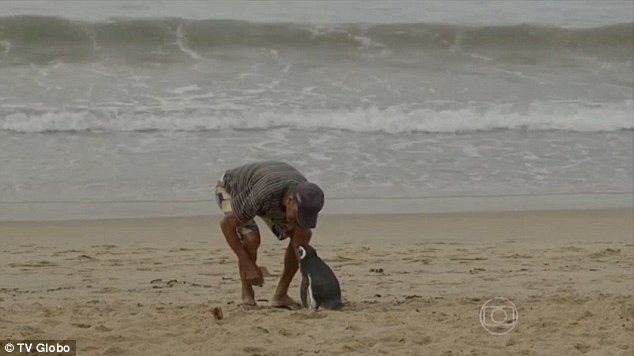 Penguin swims 5000 miles annually to reunite with its human savior, showcasing remarkable loyalty. nam - New Lifes