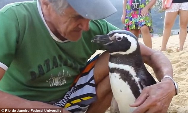 Penguin swims 5000 miles annually to reunite with its human savior, showcasing remarkable loyalty. nam - New Lifes