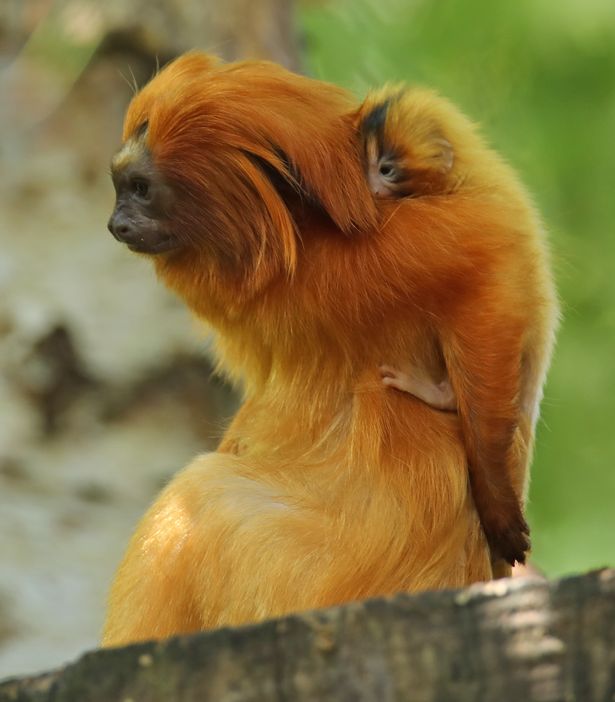 Joyful Arrival: Small Golden Lion Tamarin Born at Bristol Zoo - Sporting ABC