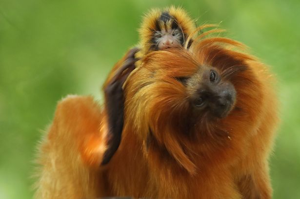 Joyful Arrival: Small Golden Lion Tamarin Born at Bristol Zoo - Sporting ABC