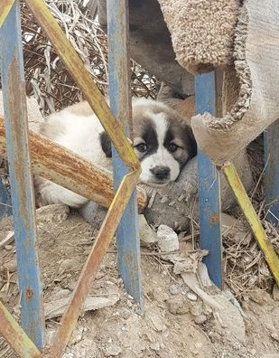 After rescuing a puppy from the debris, the soldier carries his loyal companion in his backpack, ensuring their constant presence and protection. - Puppies Love