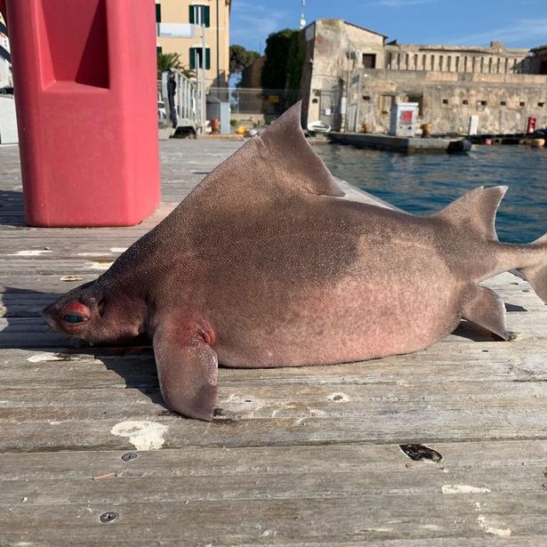 Bizarre giant pig-faced shark pulled out of water by stunned sailors