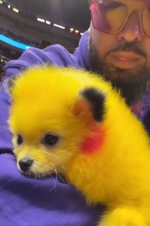 Miami puppy dog store owner fined for dyeing his Pomeranian red and yellow to look like Pokemon character PIKACHU