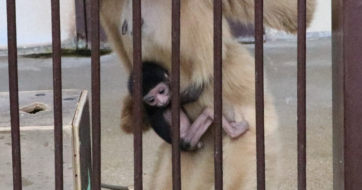 Zoo mystery as monkey got pregnant despite being alone in cage for two years