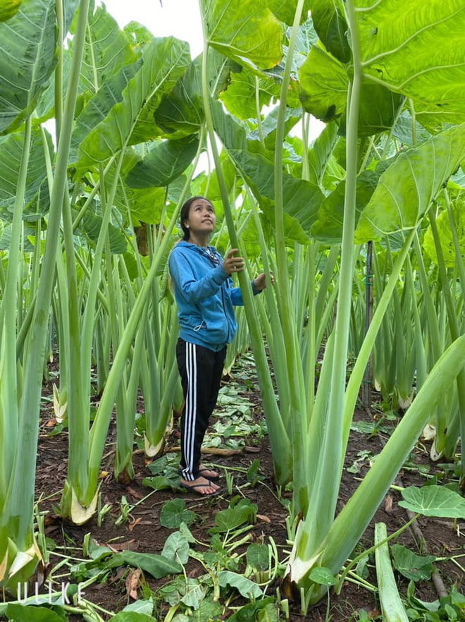 The Garden, Adorned by A Towering Mosquito Net That Surpasses Human Height, Sparks Social Media Frenzy with its Captivating Allure