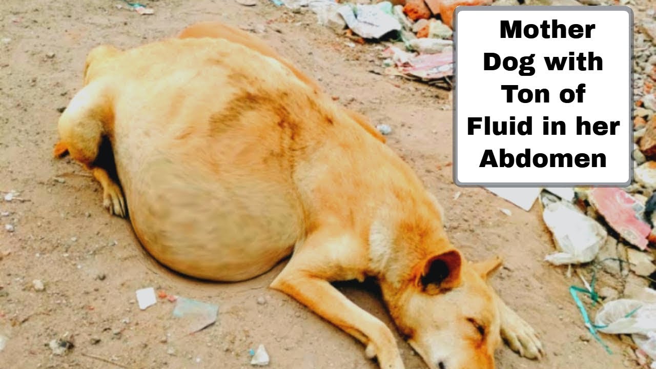 Poor homeless mother dog whose belly is growing bigger is helplessly looking at everyone with earnest eyes, pleading for help for herself and her cubs in this moment of crisis - Foxmeo