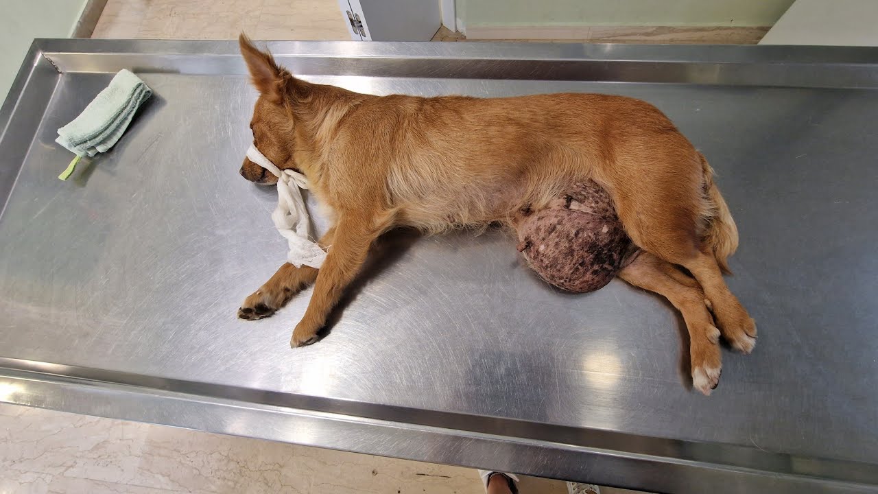 Rescued a stray dog ​​with a huge tumor under his belly, screaming in pain for help but no one cares