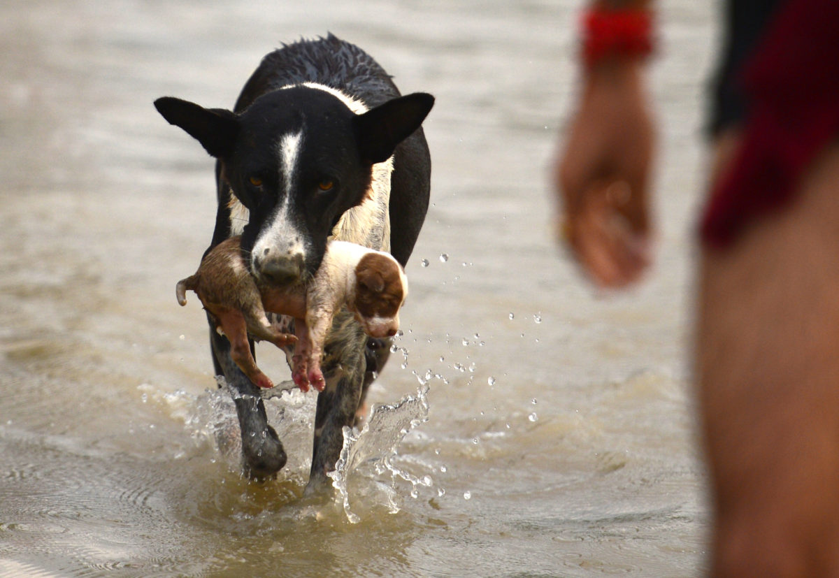 Courageous Dog Becomes Symbol of Floods as She Saves Her Puppies – News Breaking
