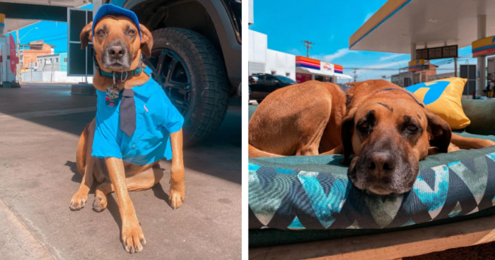 From Injured to Employee of the Year: How Gas Station Workers Rescued a Pup and Changed His Life - vnxaluan