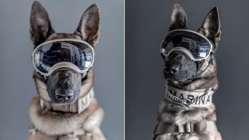 Mexicans honor brave hero dogs as photographer shares touching portraits of them