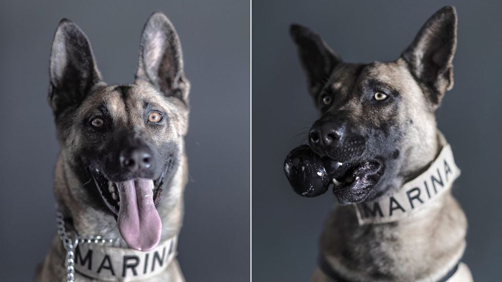 Mexicans honor brave hero dogs as photographer shares touching portraits of them