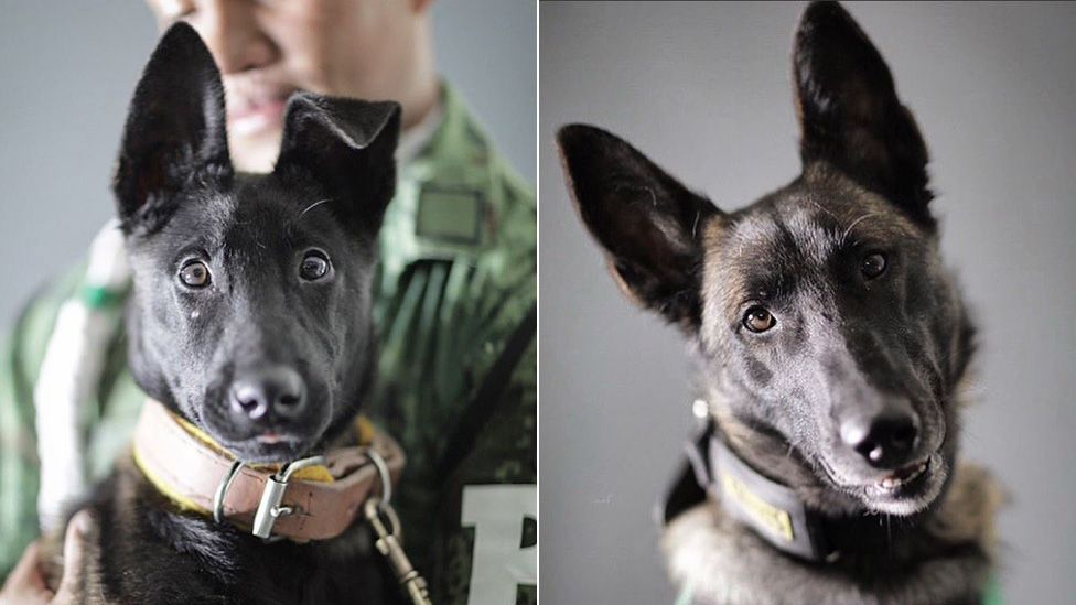 Mexicans honor brave hero dogs as photographer shares touching portraits of them