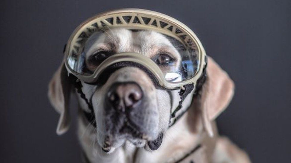 Mexicans honor brave hero dogs as photographer shares touching portraits of them