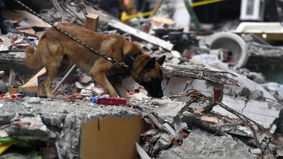 Mexicans honor brave hero dogs as photographer shares touching portraits of them