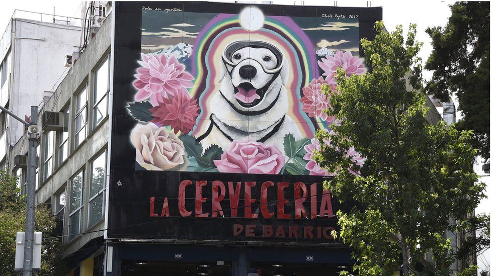 Mexicans honor brave hero dogs as photographer shares touching portraits of them