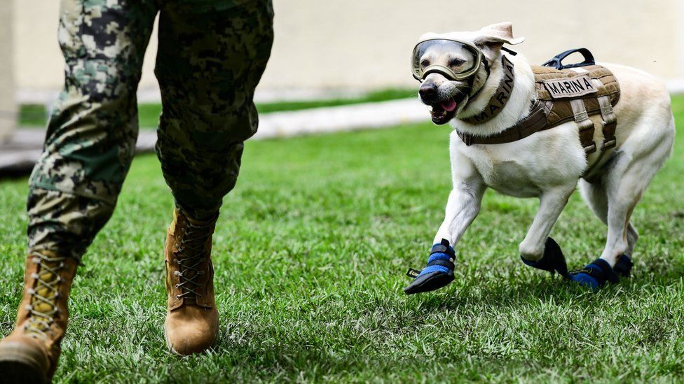 Mexicans honor brave hero dogs as photographer shares touching portraits of them