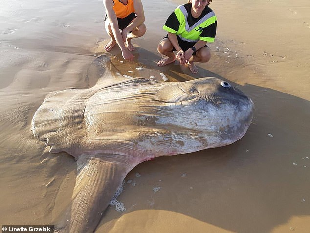 Giant sunfish washes up on Australian beach: 'I thought it was a shipwreck'