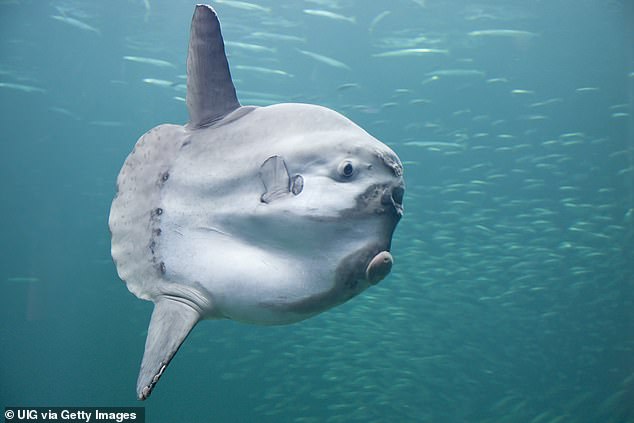 Giant sunfish washes up on Australian beach: 'I thought it was a shipwreck'