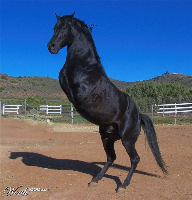 Heartrending Video: Owner's Unwavering Care for a Two-Legged Horse Since Its Early Days. l - Malise