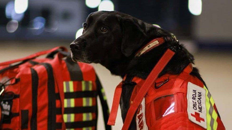 International Aid in Action: Mexico Sends Renowned Search and Rescue Dogs to Assist in Turkey Earthquake. Witness the Remarkable Skills and Dedication of these Canine Heroes in Times of Crisis. thien - New Lifes