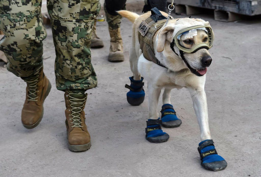 International Aid in Action: Mexico Sends Renowned Search and Rescue Dogs to Assist in Turkey Earthquake. Witness the Remarkable Skills and Dedication of these Canine Heroes in Times of Crisis. thien - New Lifes