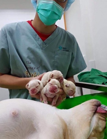 Heartfelt Goodbye: Mother Dog's Life Comes to a Close After Bringing New Life into the World