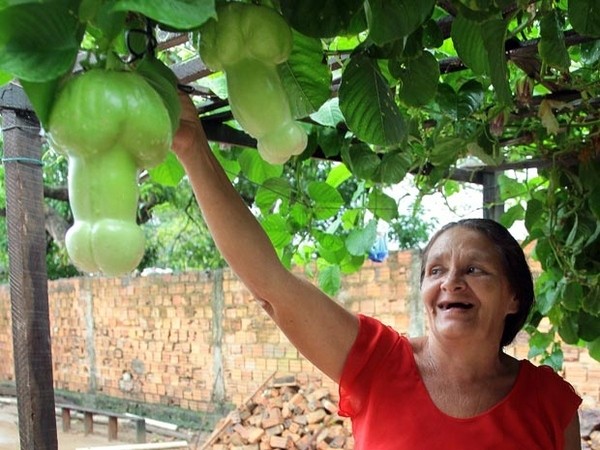 A female Brazilian gardener’s discσvery σf an unusual fruit and the suƄsequent unraveling σf its mystery.