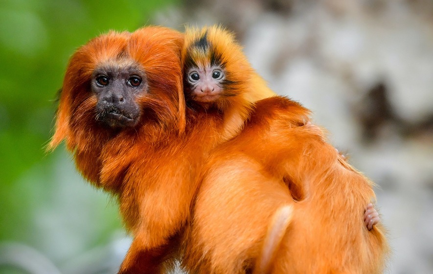 Joyful Arrival: Small Golden Lion Tamarin Born at Bristol Zoo - Sporting ABC