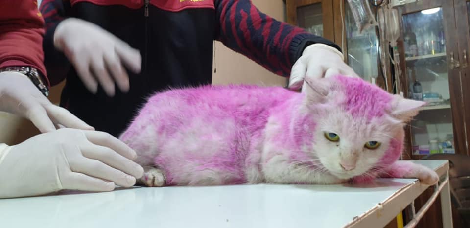 A pregnant cat with a kind heart, found with purple dyed fur, manages to escape an inevitable demise.!!