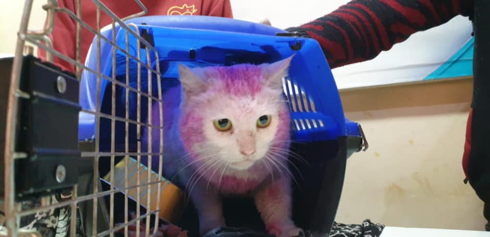 A pregnant cat with a kind heart, found with purple dyed fur, manages to escape an inevitable demise.!!