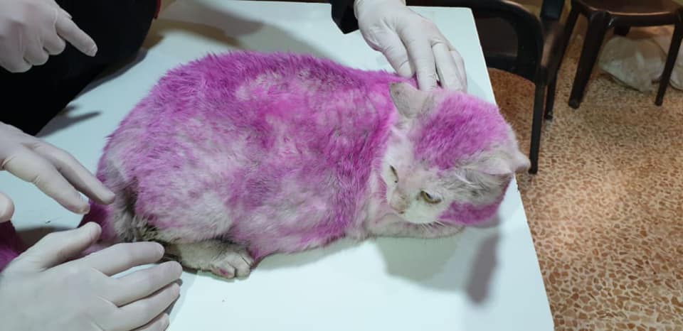 A pregnant cat with a kind heart, found with purple dyed fur, manages to escape an inevitable demise.!!