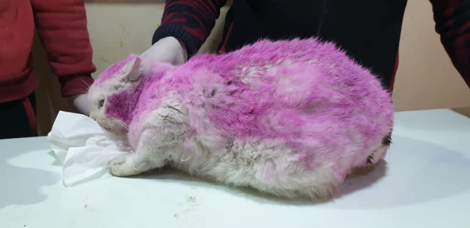 A pregnant cat with a kind heart, found with purple dyed fur, manages to escape an inevitable demise.!!