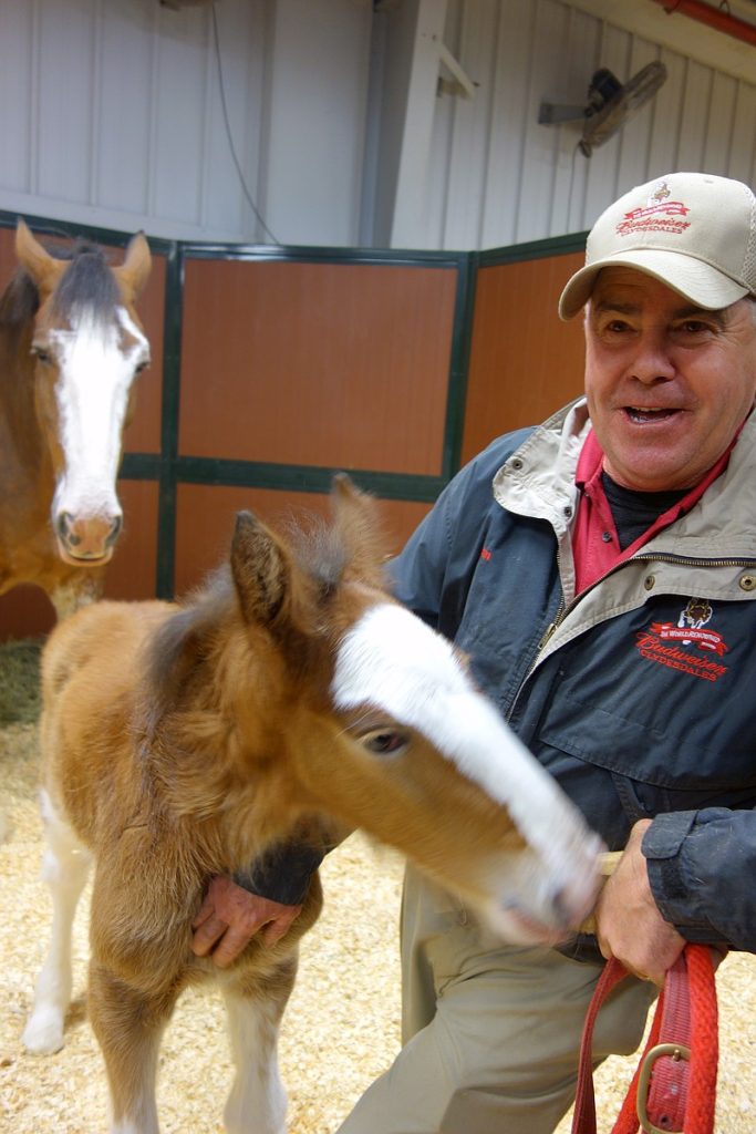 Behind The Man Who Takes Care Of The Famous Budweiser Clydesdales For 35 Years