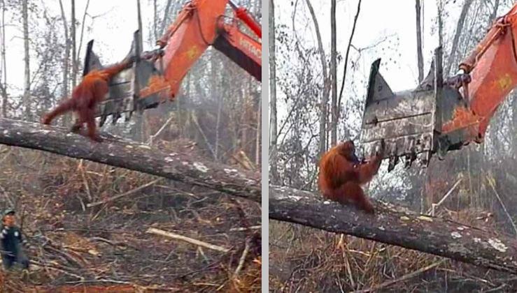 Heartbreaking Footage Of Orangutan Fighting Back Against Excavator Destroying His Home