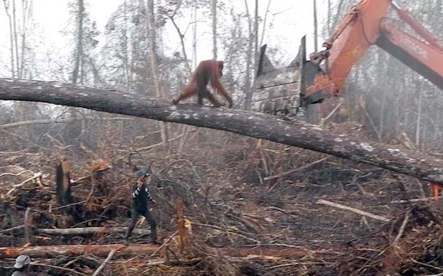 Heartbreaking Footage Of Orangutan Fighting Back Against Excavator Destroying His Home