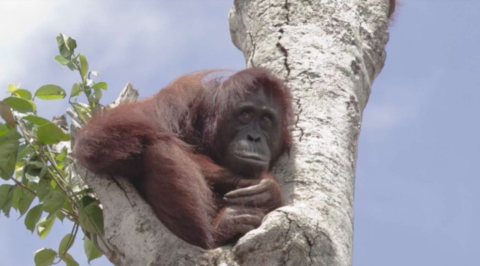 Heartbreaking Footage Of Orangutan Fighting Back Against Excavator Destroying His Home