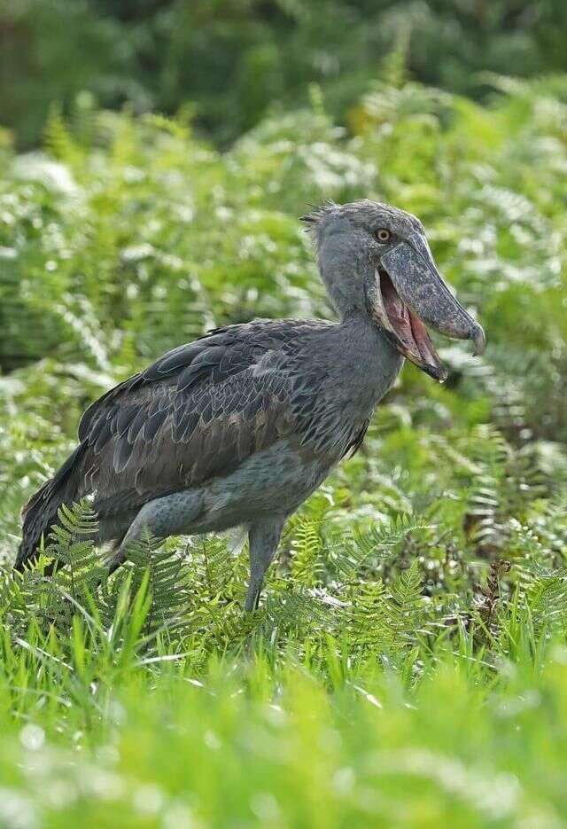 What Makes The Freaky Shoebill Stork So Strange?