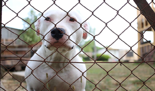 "After a Long Wait of Over 300 Days, a Loving Family Finally Adopts a Pit Bull from Shelter" - Bumkeo