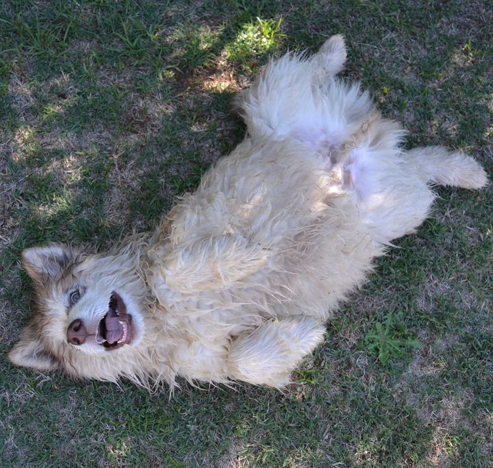 "From Puppy Love to Reality Check: A Woman's Journey of Acceptance with Her Unusual Pet Companion" 🐶❤️😲