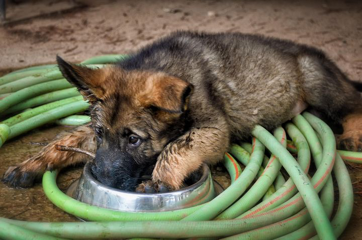 "From Puppy Love to Reality Check: A Woman's Journey of Acceptance with Her Unusual Pet Companion" 🐶❤️😲