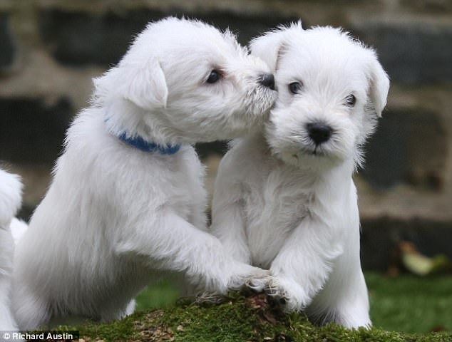 "Adorable Miniature Schnauzer Puppies Steal Hearts After Impromptu Trip to the Vet"