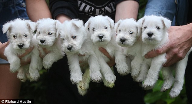 "Adorable Miniature Schnauzer Puppies Steal Hearts After Impromptu Trip to the Vet"