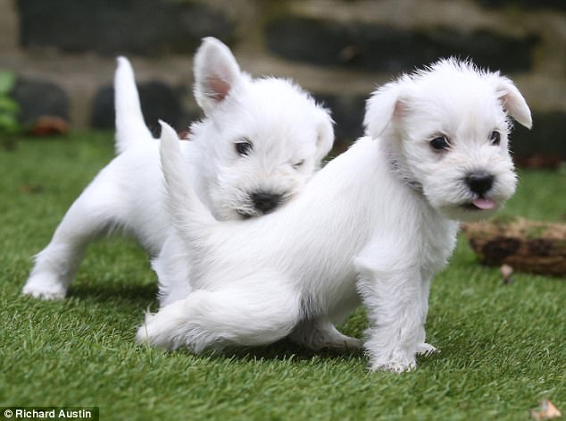 "Adorable Miniature Schnauzer Puppies Steal Hearts After Impromptu Trip to the Vet"